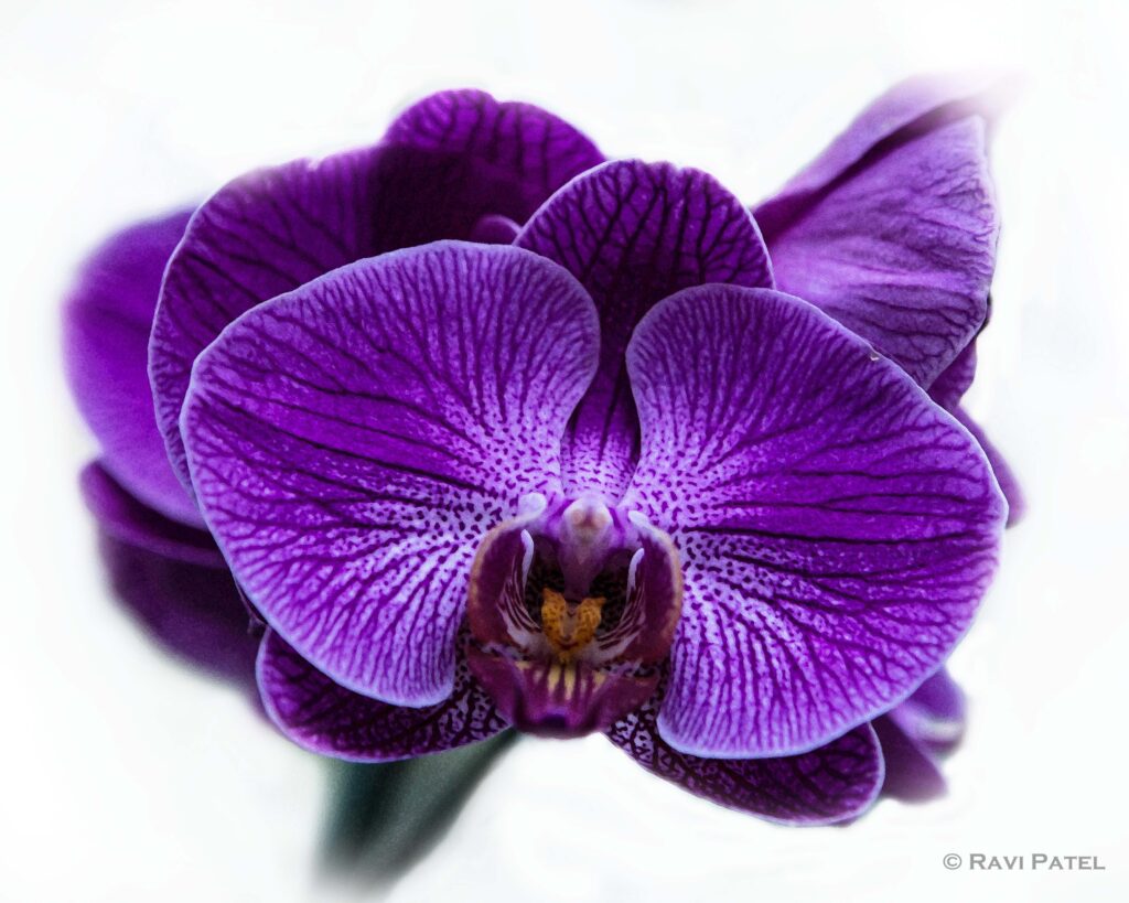 ▷? [Orquídeas moradas | Significado, cuidados y fotos] ? [La guía más  completa del 2023]