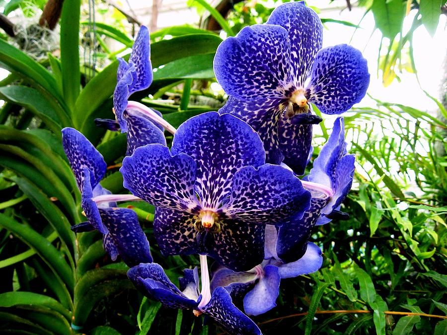 ▷? [Orquídea azul | Significado, cuidados y fotos] ? [La guía más  completa del 2023]