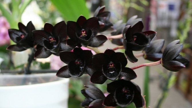 ▷🌺 [Orquídea negra | Significado, cuidados y fotos] 👉 [La guía más  completa del 2023]