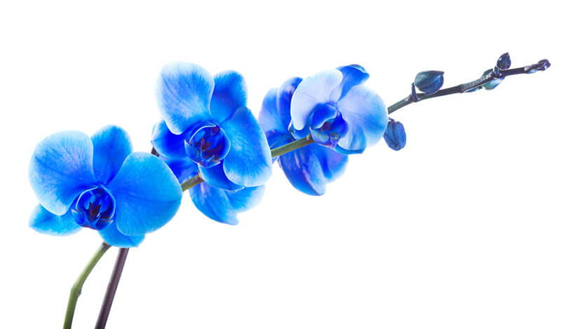 ▷🌺 [Orquídea azul | Significado, cuidados y fotos] 👉 [La guía más  completa del 2023]