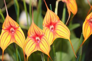 Orquídeas Masdevallia
