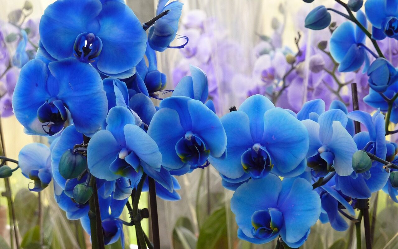 ▷ 🌺 Orquideamanía 🌺 | Descúbrelo todo sobre las orquídeas