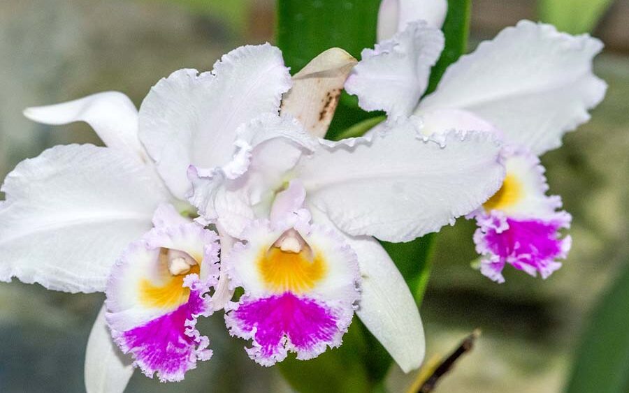 ▷ ? Orquideamanía ? | Descúbrelo todo sobre las orquídeas