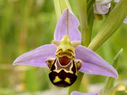 Las 15 orquídeas más raras del mundo y dónde encontrarlas