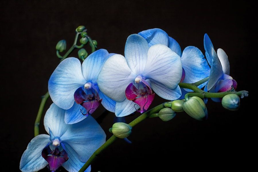 ▷? [Orquídea azul | Significado, cuidados y fotos] ? [La guía más  completa del 2023]