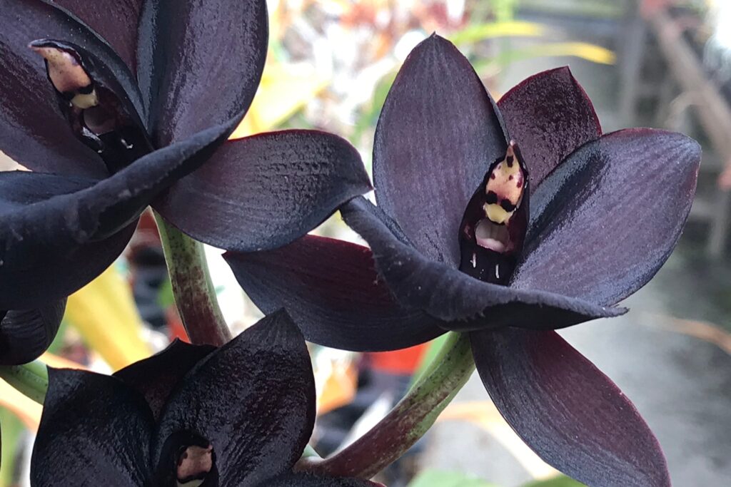 ▷🌺 [Orquídea negra | Significado, cuidados y fotos] 👉 [La guía más  completa del 2023]