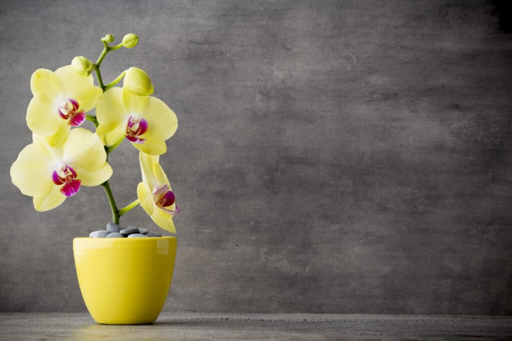 ▷🌺 [Orquídeas amarillas | Significado, cuidados y fotos] 👉 [La guía más  completa del 2023]