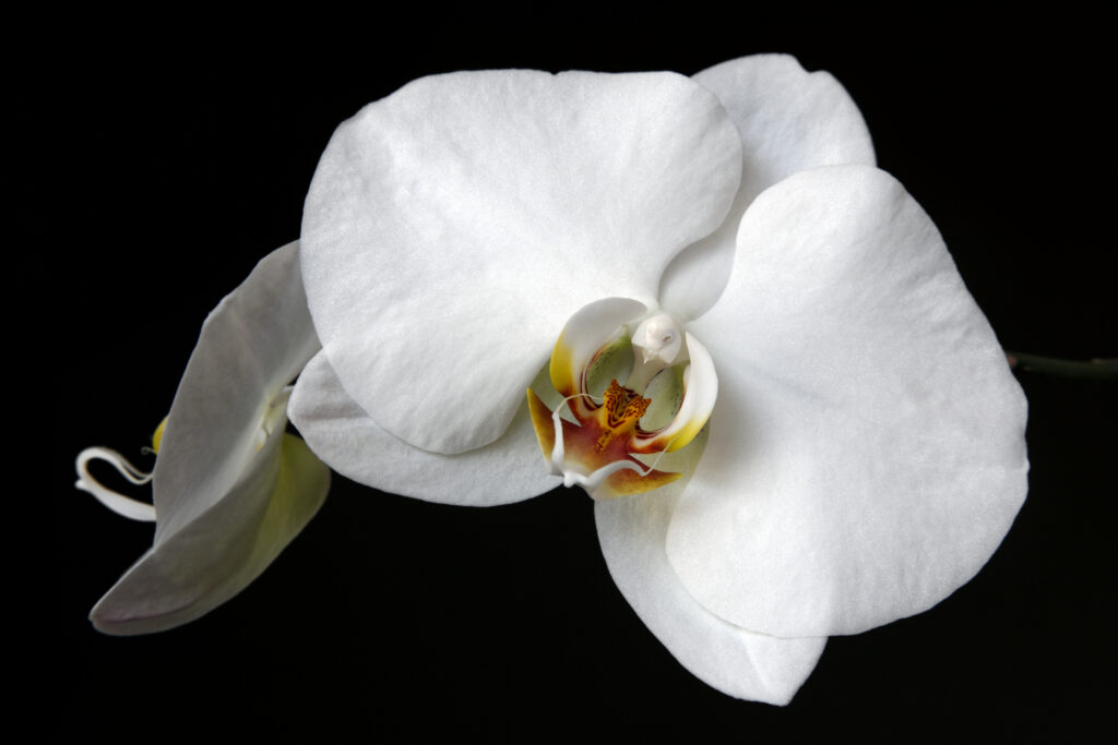 ▷? [Orquídeas blancas | Significado, cuidados y fotos] ? [La guía más  completa del 2023]