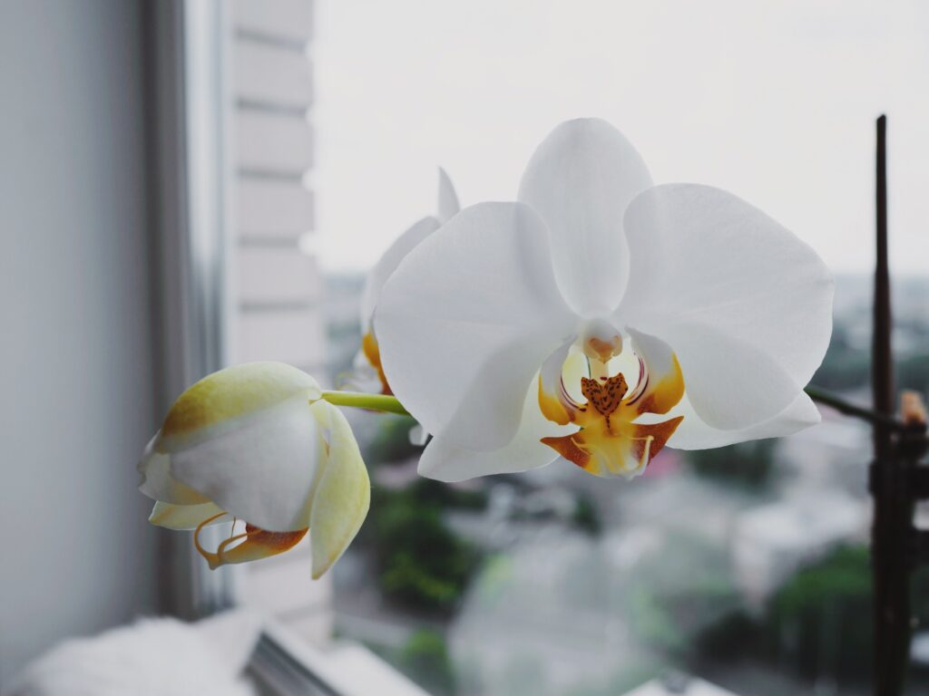 ▷? [Orquídeas blancas | Significado, cuidados y fotos] ? [La guía más  completa del 2023]